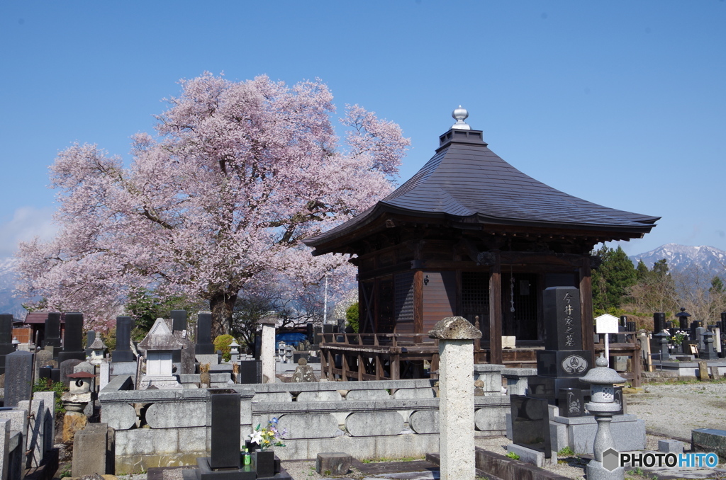 阿弥陀堂の桜