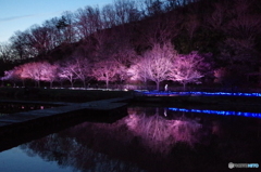 湖面に写るライトアップ桜