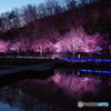 湖面に写るライトアップ桜