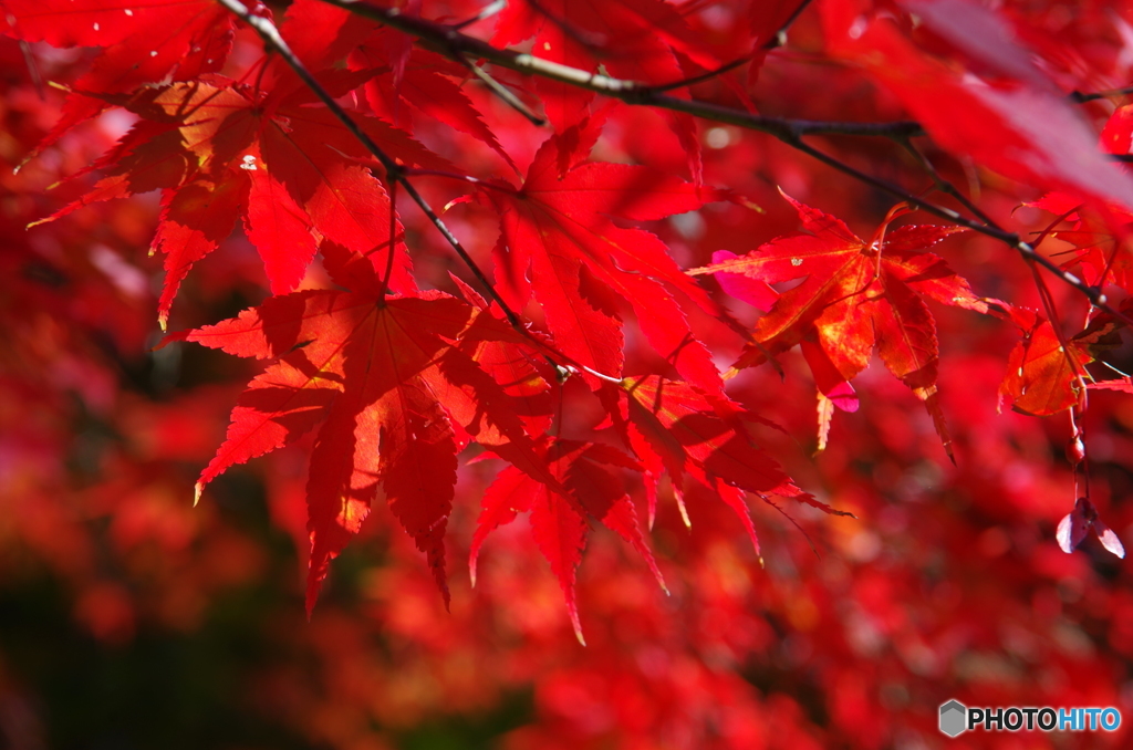 赤々と燃える紅葉