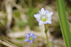 タテヤマリンドウ