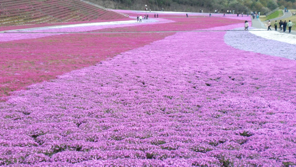 芝桜