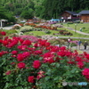 薔薇が咲く丘