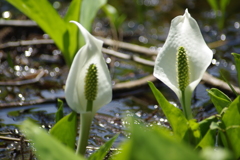 玉の木原水芭蕉群生地