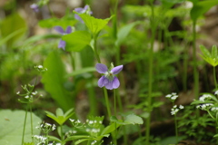 可憐な花・菫