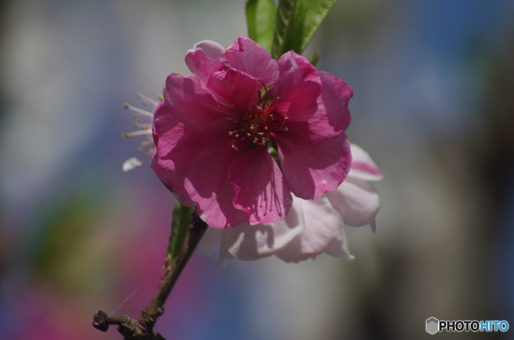 春の花　・　桃の花
