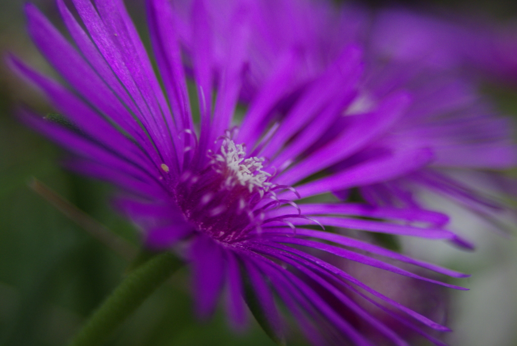 庭の花（松葉菊)