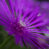 庭の花（松葉菊)