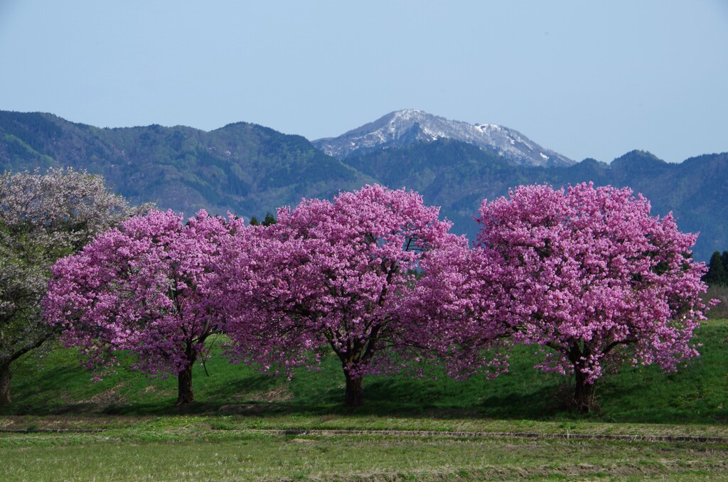 台の沢桜　１