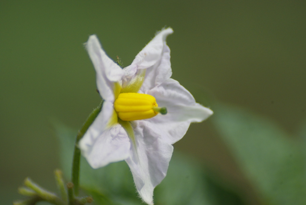 肉じゃがにすると美味しいね～　　