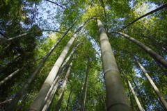 竹林