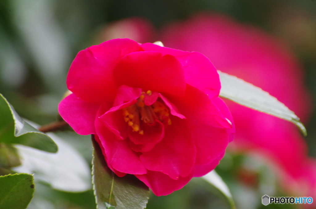 サザンカ(山茶花)