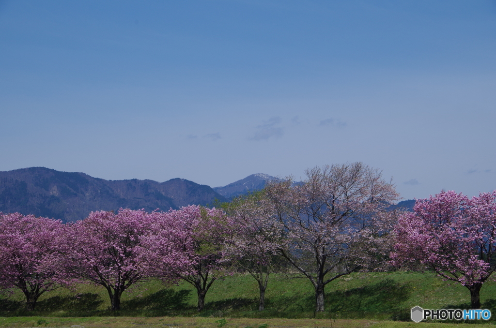 台の沢桜