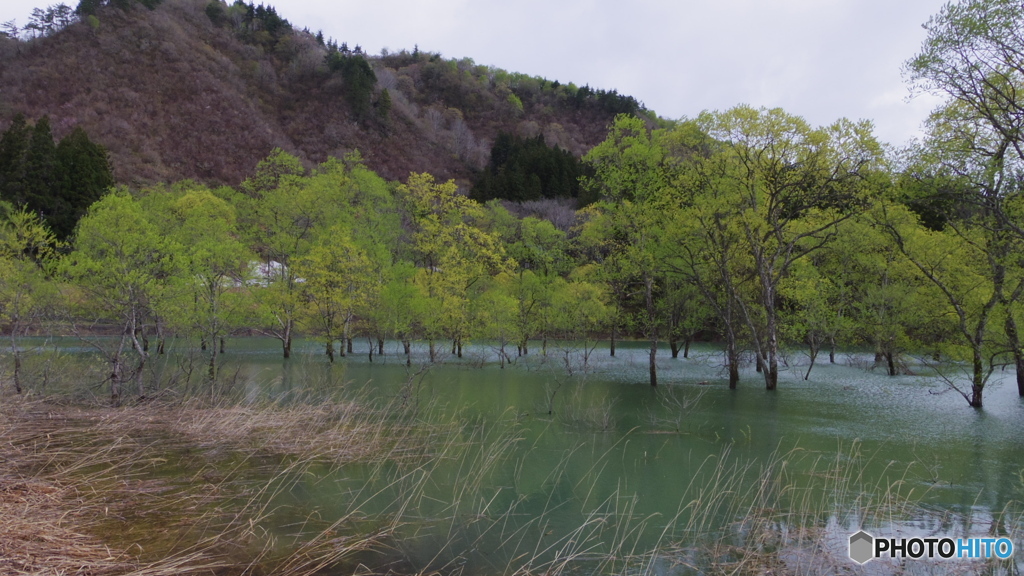 白川ダムの水没林