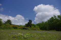 初夏の風