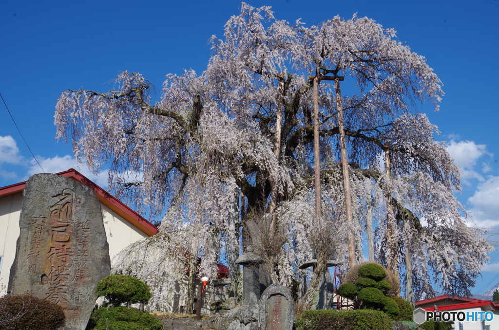 権現堂の枝垂桜(振り袖桜)