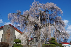 権現堂の枝垂桜(振り袖桜)