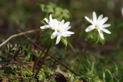 春の花アズマイチゲ