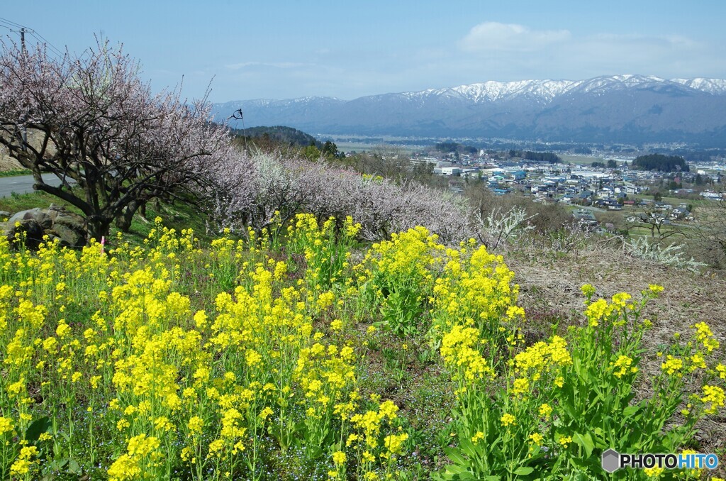 春のお山