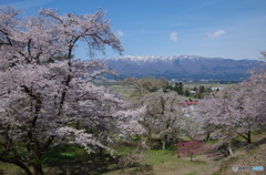 白鷹古典桜・桜回廊　殿入り桜