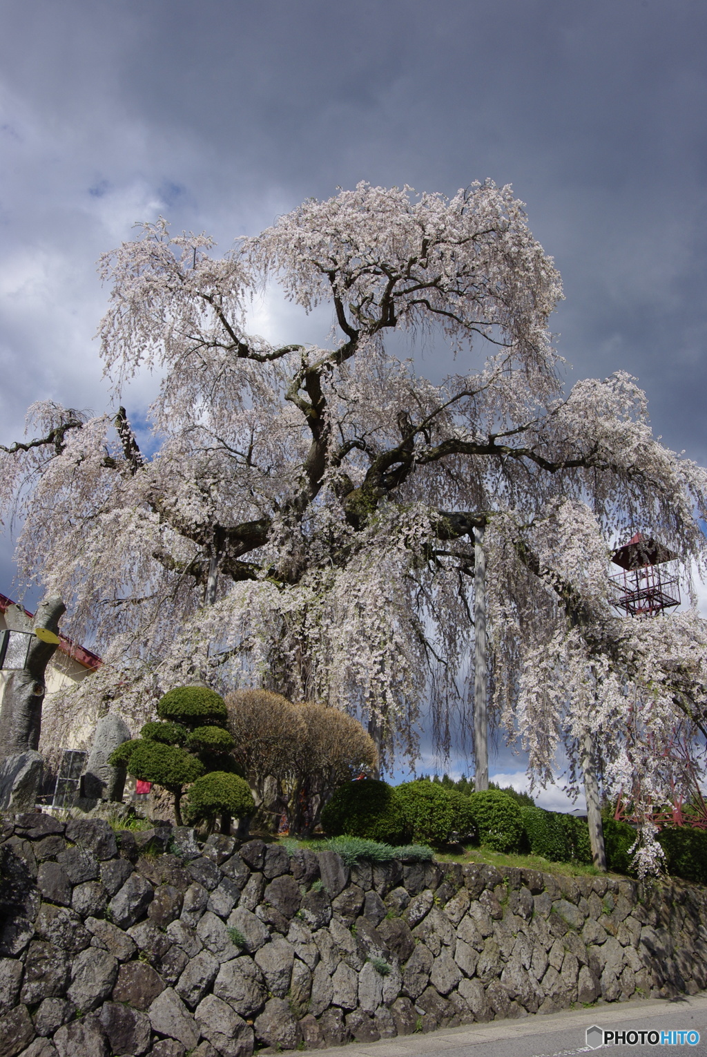 ふりそで桜