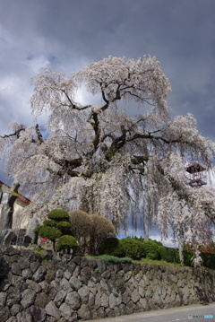 ふりそで桜