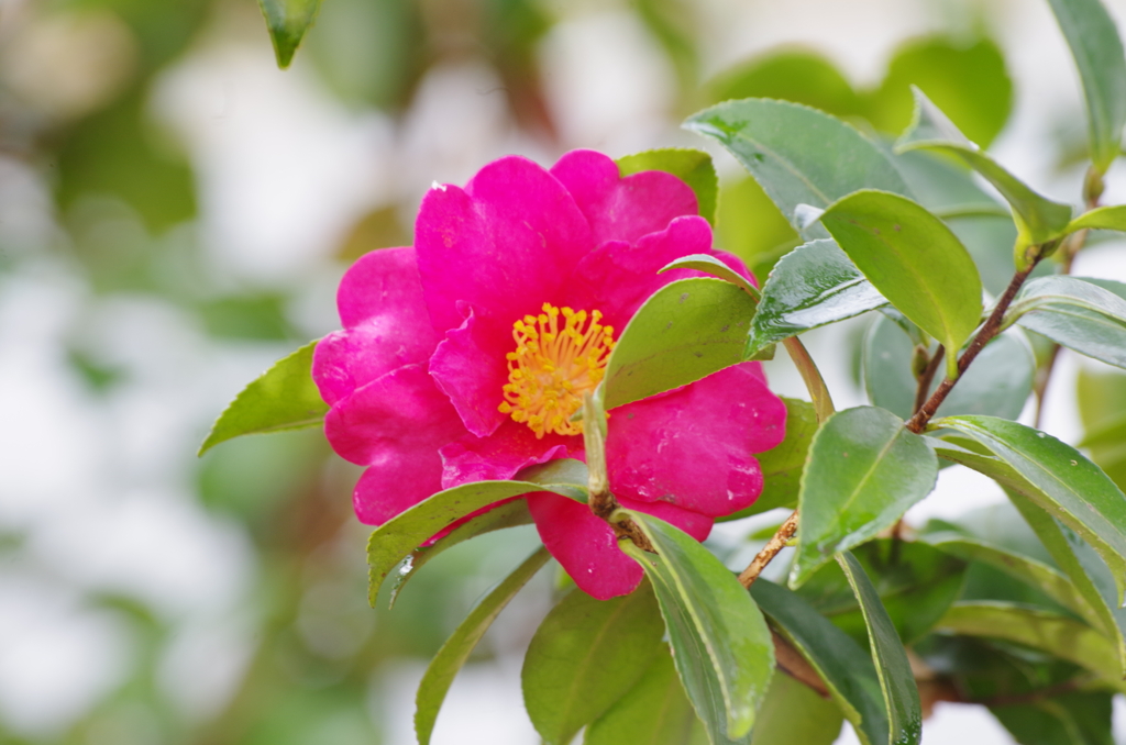 山茶花