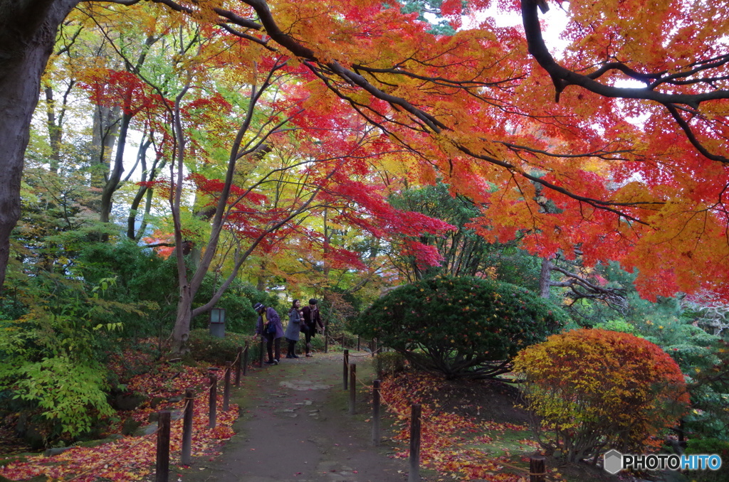 もみじ公園えの御案内