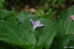 雨に濡れて落ちた花