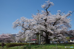 奨学桜