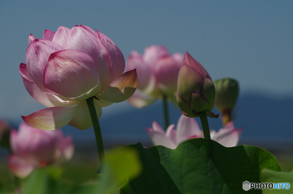 ハスの花