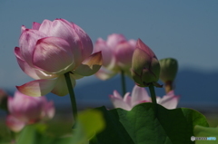 ハスの花