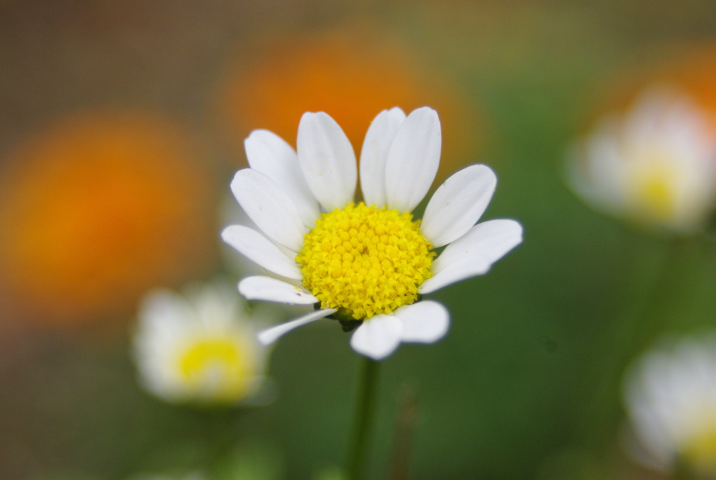 庭の花(ローマンカモミール)