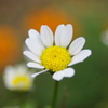 庭の花(ローマンカモミール)