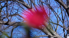 山茶花　２
