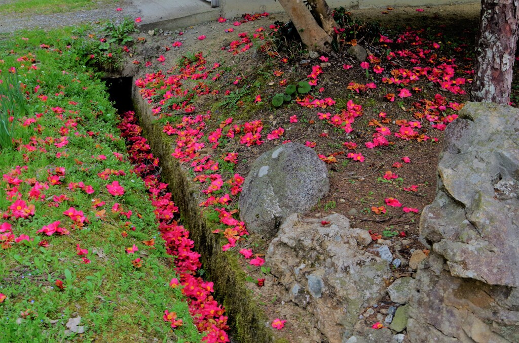 チリ行く花弁