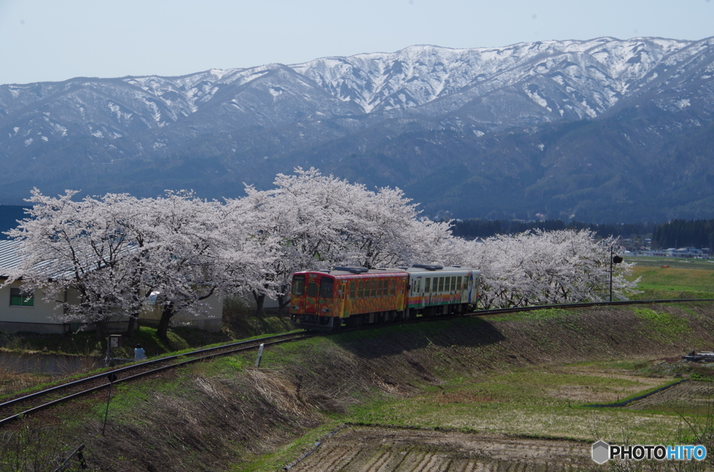 桜とフラワー長井線