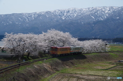 桜とフラワー長井線