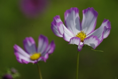 秋の花　コスモス