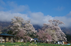 白鷹古典桜・桜回廊　十二の桜