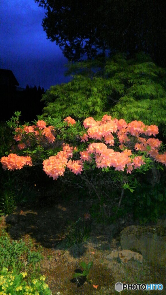 レンゲツツジ