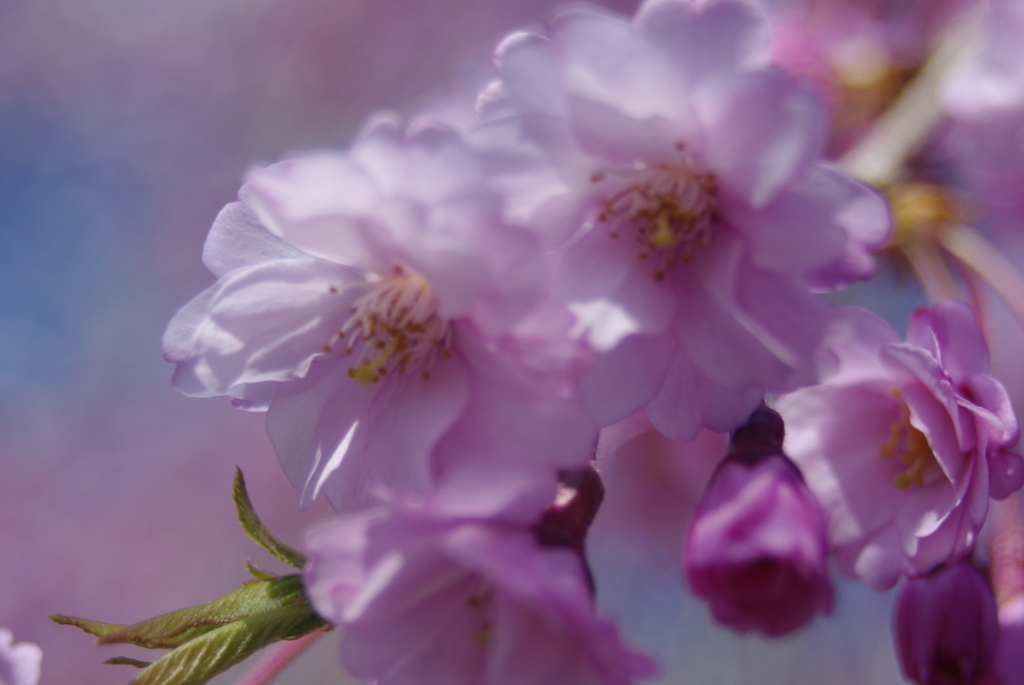 枝垂れエドヒガン桜の気持ち