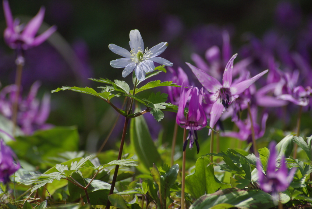 キクザキとカタクリ