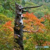 松枝枯れ