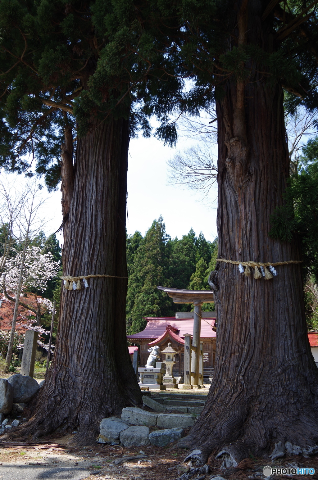 ２人仲良く・夫婦杉