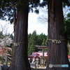２人仲良く・夫婦杉