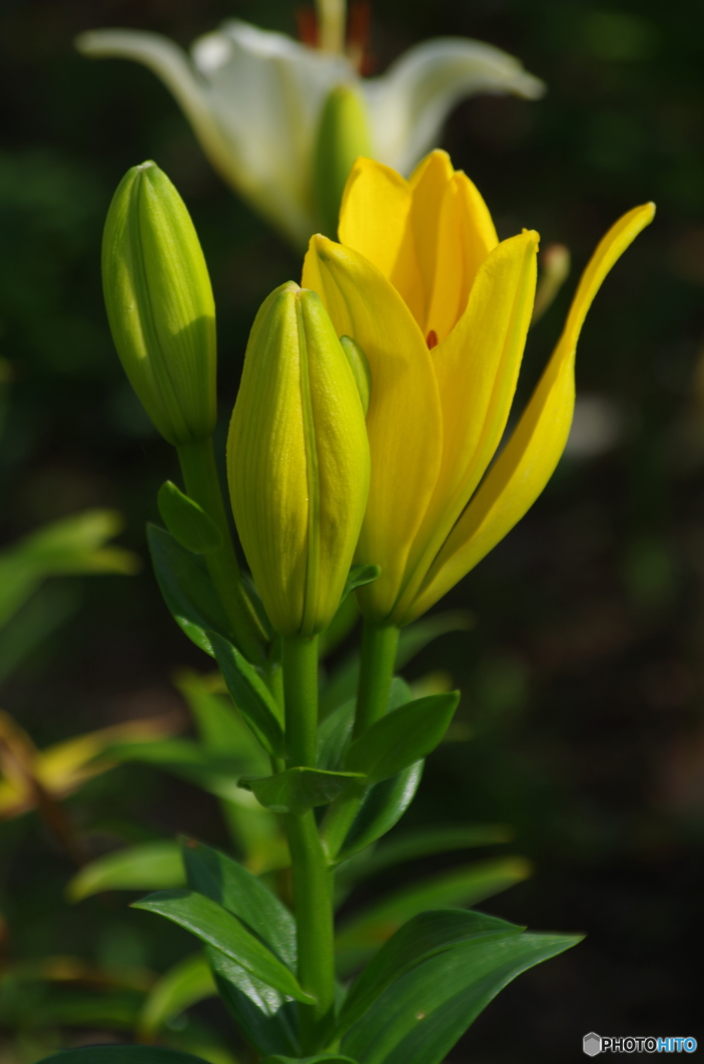 愛の芽生え