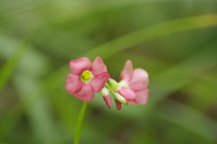 雨　時々曇り・・・