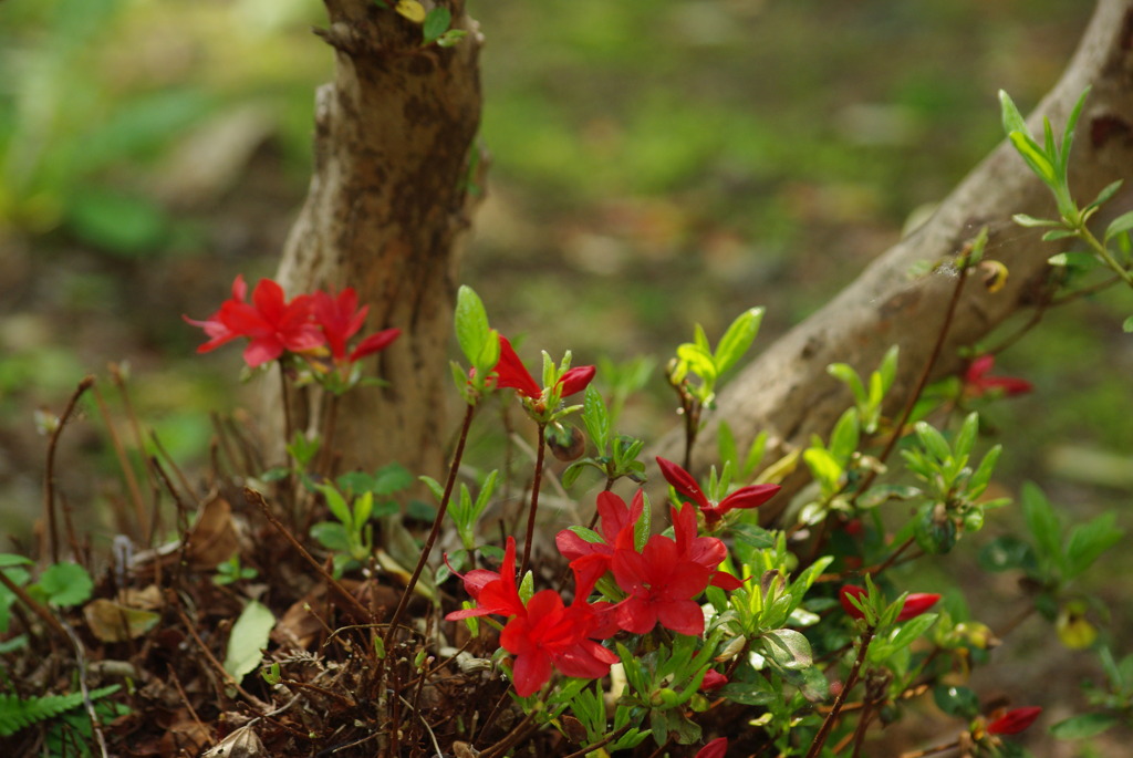 赤ツツジの五葉