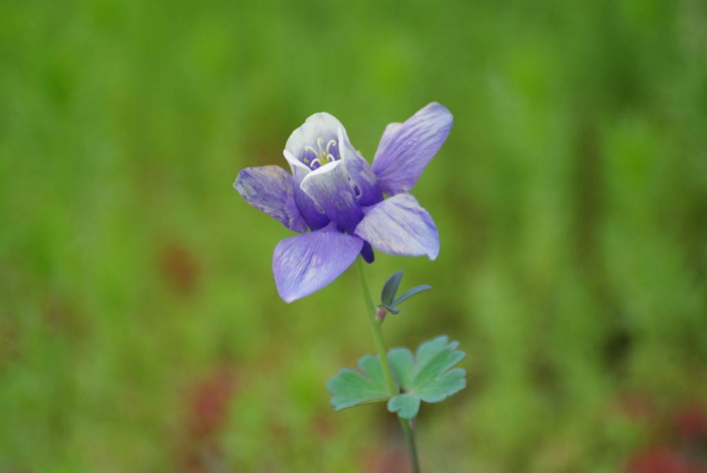 貴女にそっと華一輪